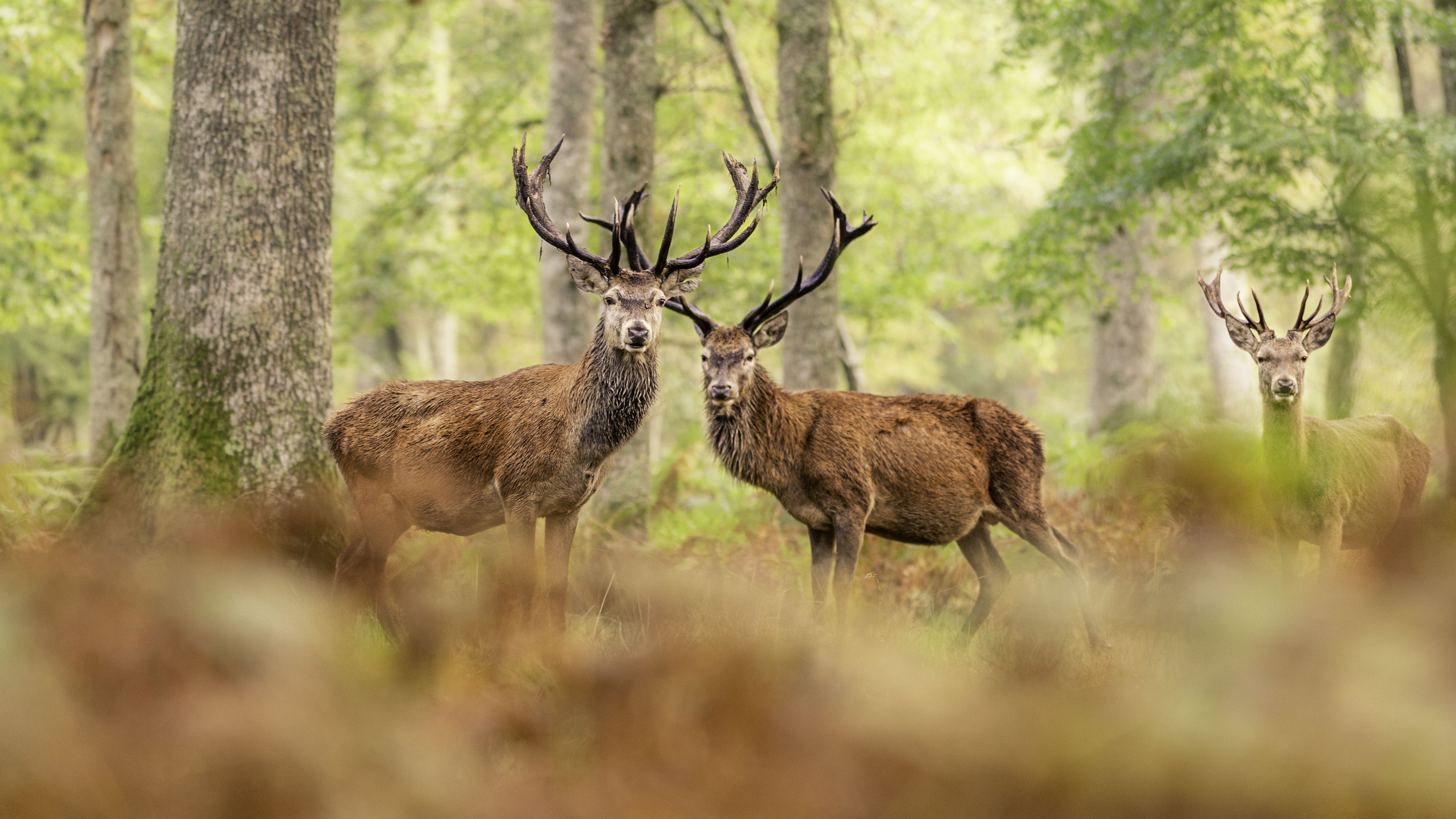 3 red stag