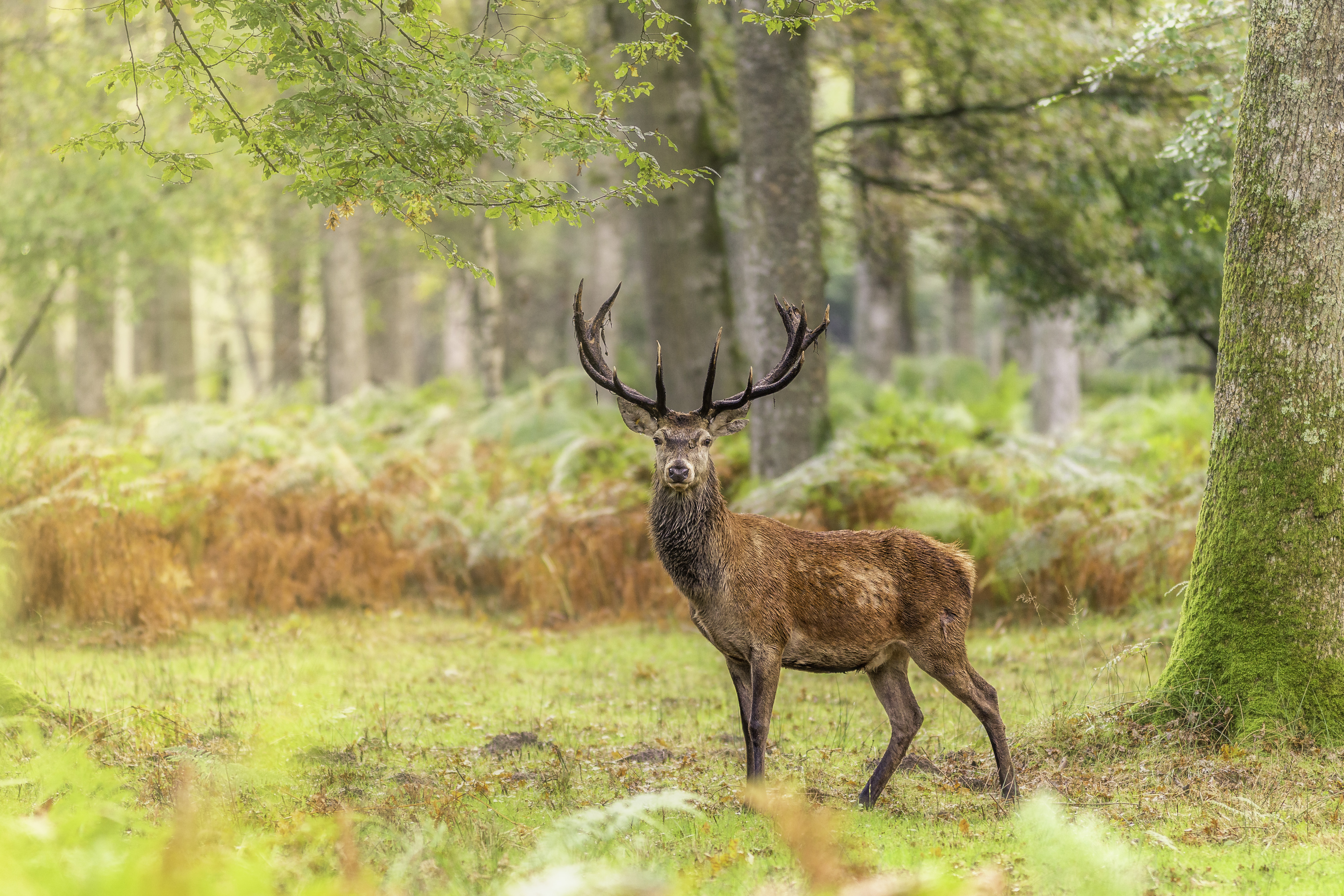Beautifull red deer