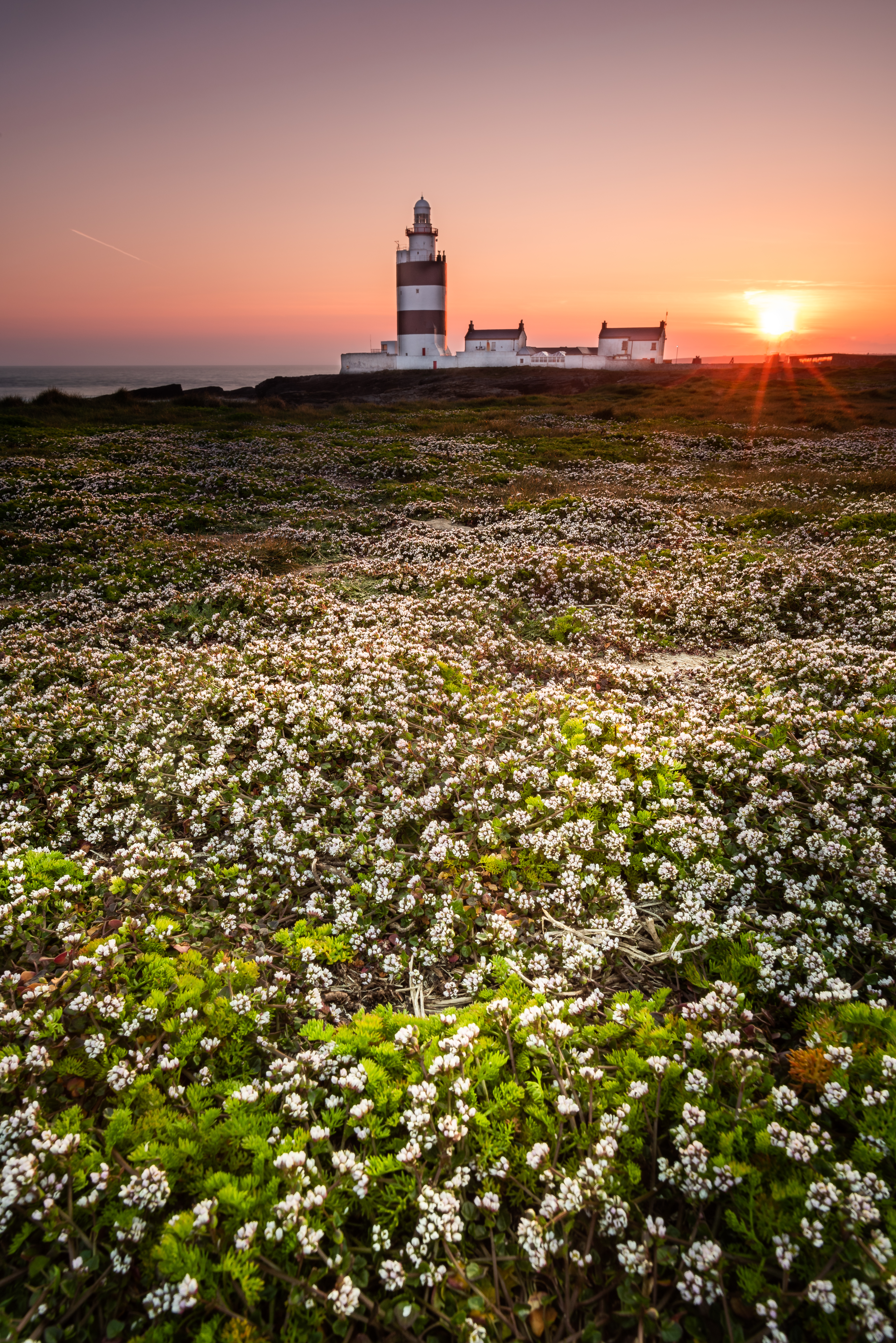 Hook Head, Ireland, Sunset, Flowers, Wexford