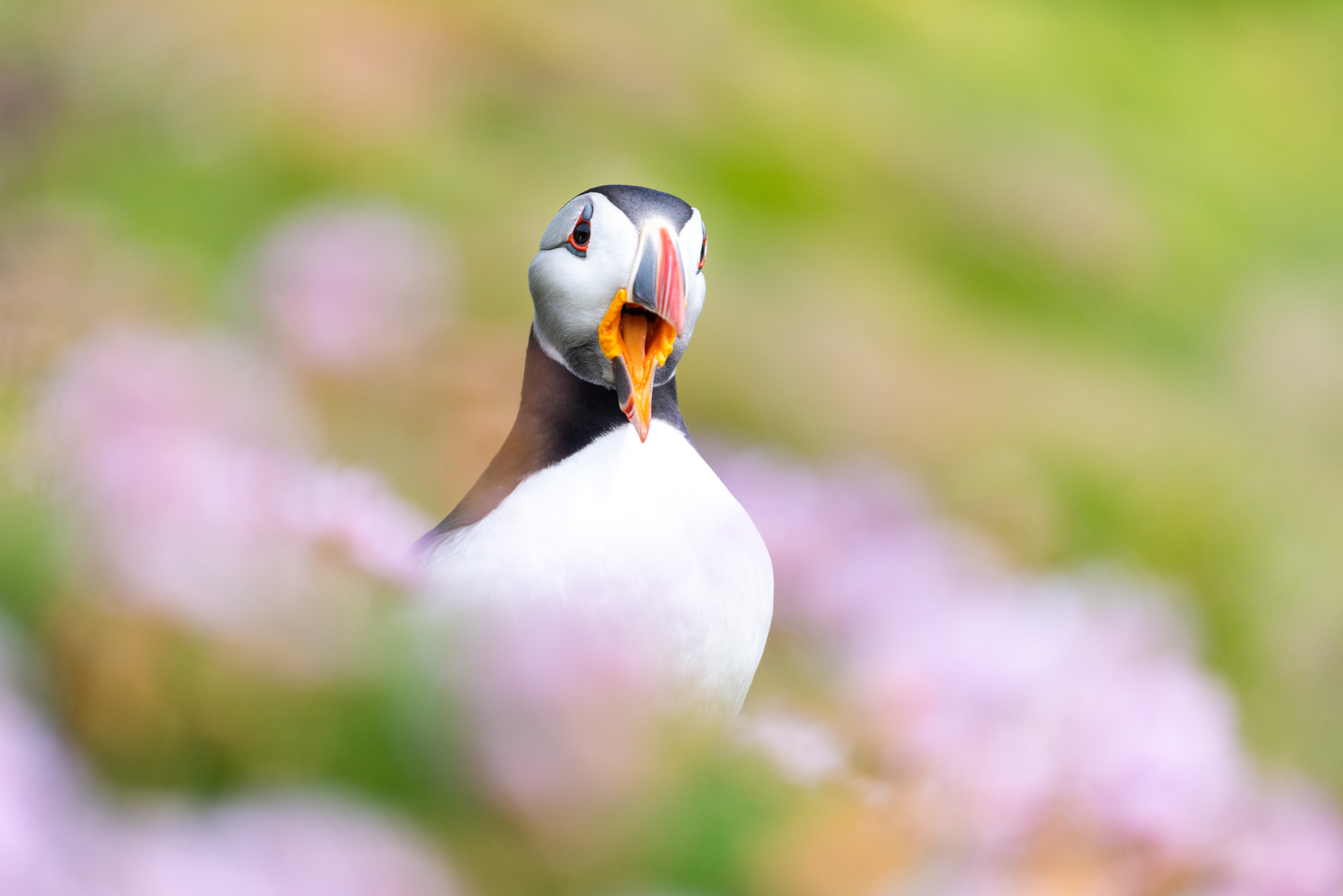 Puffin, Macareux, Ireland, Wexford, Atlantic puffin