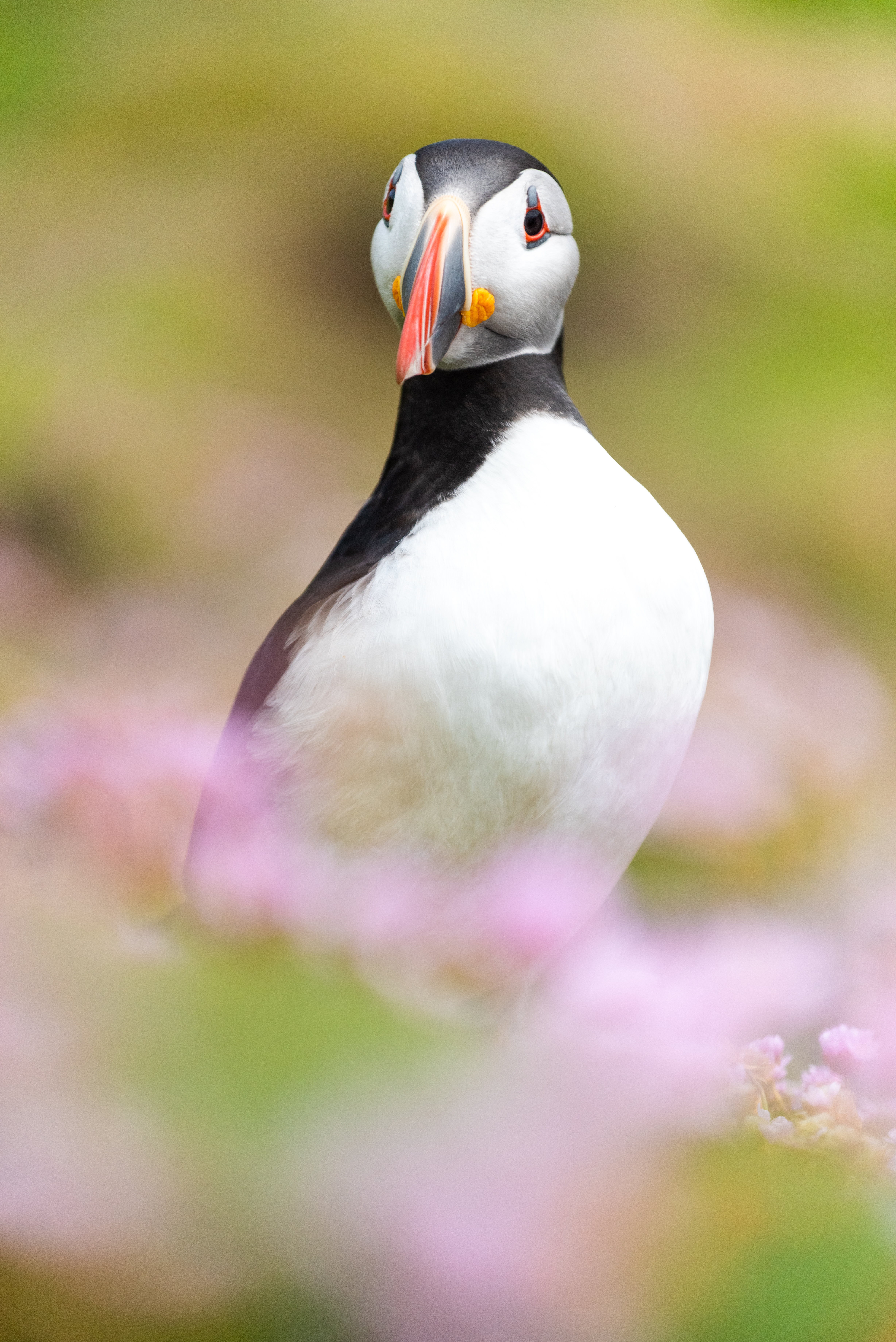 puffin Atlantic Ireland wexford portrait