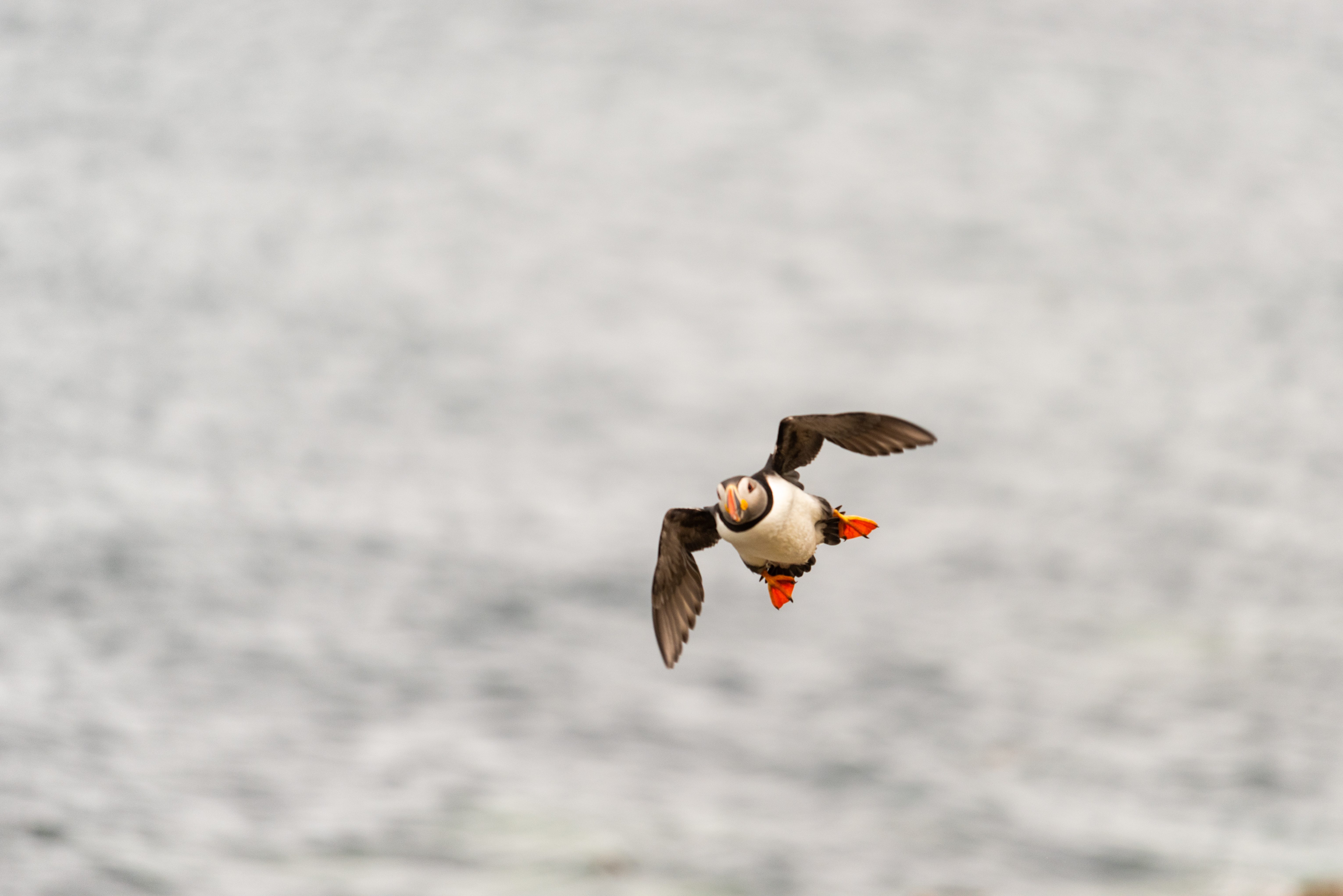 puffin Atlantic Ireland flight wexford